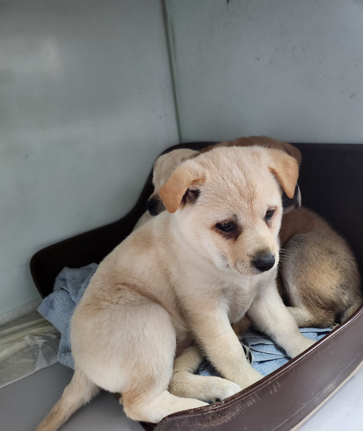 울산유기동물보호센터_431373202400031